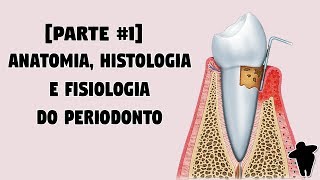 Dentista Estuda 2 PT 1 Anatomia Histologia e Fisiologia do Periodonto  Concursos Para Dentistas [upl. by Remington]