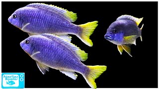 Pseudotropheus acei Care and Breeding [upl. by Asiret]