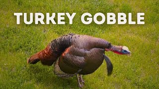 Wild Turkey Gobble  Use This Sound While Hunting [upl. by Nhojleahcim]