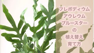 フレボディウム・アウレウム・ブルースターの植え替え・育て方 ｜ Phlebodium aureum quot Blue Star quot ｜観葉植物 [upl. by Zel]