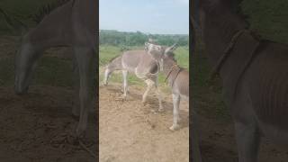 donkeyanimals reels gadha youtubevideo wildlife [upl. by Blinni]