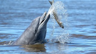 Meet the Man Saving an Entire Species of Dolphin  Reports from the Frontline  BBC Studios [upl. by Valtin]