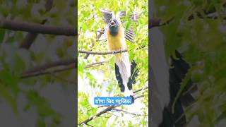 Rufous treepie birdwaching birds birdslover birdspecies yoga [upl. by Drofnil285]