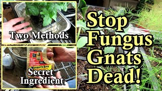 Kill Fungus Gnats in Your Seed Starts Transplants Greenhouse and House Plants All the Steps [upl. by Simdars827]