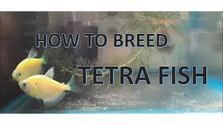 TETRA FISH 100  BREEDING SUCCESFUL Fish Breeding Tutorial 4 [upl. by Erick]