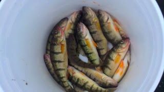 Late Ice Fishing Muskegon Lake Perch [upl. by Elleahcim948]