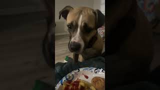 My dogs be acting like they haven’t eaten all day dogsoftiktok viralvideo doglover funny [upl. by Giraud896]