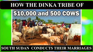 How the Dinka Tribe of South Sudan conducts their marriages with 10000 100 and 500 cows [upl. by Hsetih]