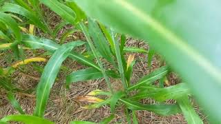 Sorghum sudangrass is a fast grower Ag Wild [upl. by Libys]