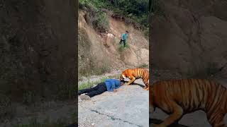 Hey tiger get out of the way 6 videoshort [upl. by Yesak]