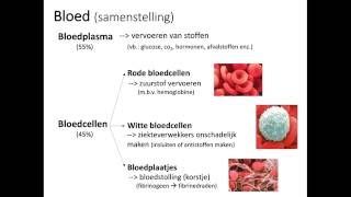 Bloed samenstelling [upl. by Munsey]