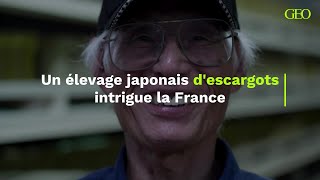 Un élevage japonais descargots intrigue la France [upl. by Nissa]