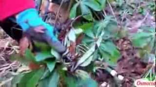 How to Prune Hellebore [upl. by Atiuqel]