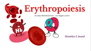 Erythropoiesis Red blood cell formation hematology stemcells medicalterminology redbloodcells [upl. by Aiam]