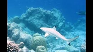 Trying to keep up with a blacktip reef shark [upl. by Jemmy]