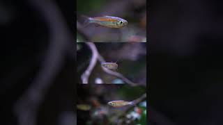 Rare Fish Phenacogrammus sp Fantastic  Fire Red Congo Tetra shorts [upl. by Ayikal]