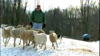 Training Border Collies [upl. by Pump]