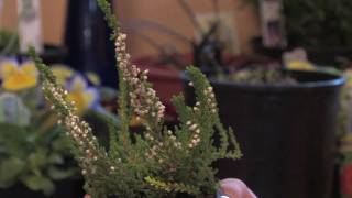 Flower Gardens  How to Grow Scotch Heather Calluna Vulgaris [upl. by Kane]