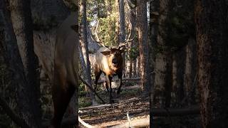 once in a lifetime ELK encounter MOVIE coming soon 🤯 elkhunting [upl. by Teeter]