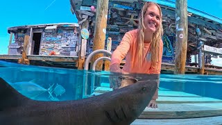 Hands on experience with the nurse sharks at Compass Cay Exuma [upl. by Flodur]