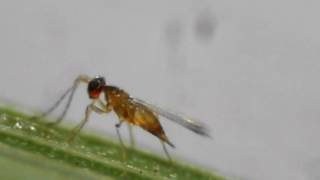 Eggparasitoid Anagrus Mymaridae  Oviposits in Cicada Eggs on Rice [upl. by Karly]