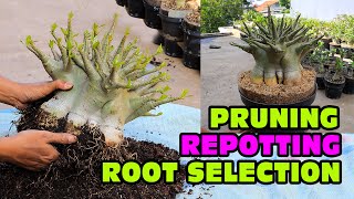 Adenium Arabicum REPOTTING PRUNING ROOTS SELECTION amp REPLACEMENT OF PLANTING MEDIA Desert Rose [upl. by Angelo65]