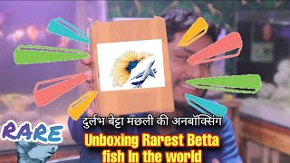 Unboxing Betta fish  Rare Betta fish in the world [upl. by Devora672]