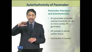 Autorhythmicity of Pacemaker  Animal Physiology and Behavior Theory  ZOO502TTopic120 [upl. by Etteiram]