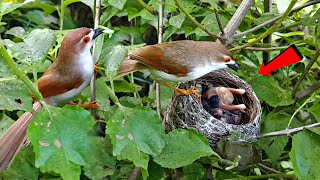 Yellow eyed babbler bird baby turned upside down BirdsofNature107 [upl. by Lewiss224]