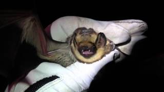 Hoary Bat Lasiurus cinereus [upl. by Naed]