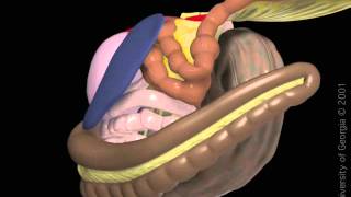 Enteritis proximal [upl. by Christa]