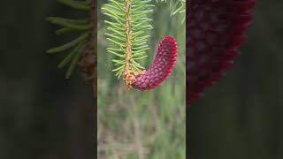 Red Spruce Cone  Picea Abies [upl. by Bushweller]