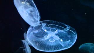 Medusa  Jellyfish  Medusozoa [upl. by Jeniffer]