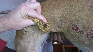 犬からワームを取り除くRemoving mangoworm in dog 57 [upl. by Releyks]