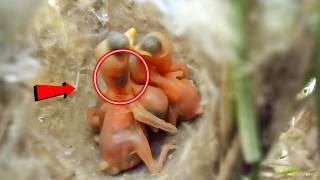 Delicate Beauty The Adorable Zitting Cisticola bird Babies Unveiled birdswithme107 [upl. by Yeliab]