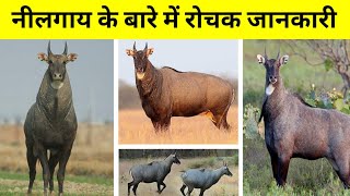 Nilgai Animal Behaviour  nilgai ke bare mein rochak jankari  Facts About Nilgai Wildlife in Hindi [upl. by Anirbac]