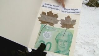 Canadian botanists upset by new banknote [upl. by Leonardi]