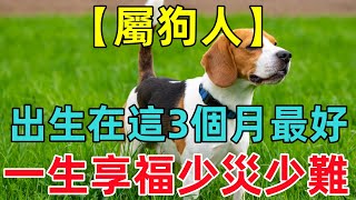 【屬狗人】出生在這3個月最好，一生少災少難，安穩順遂，福澤綿長！ [upl. by Idoj]