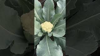 Cauliflower shorts agriculture vegetables cauliflower [upl. by Sutit]