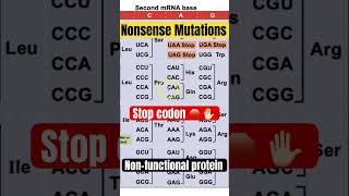 Nonsense Mutation  create STOP 🛑 codons and nonfunctional proteins 🧬 letsgobio [upl. by Mcclenaghan]