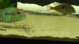 Geophagus pyrocephalus WC with fry 09102024 [upl. by Vita]