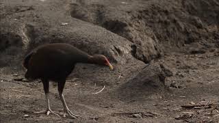 Rare footage of megapode birds laying eggs in volcano ashcovered islands and their predators [upl. by Casimir792]