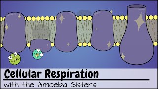 Cellular Respiration UPDATED [upl. by Esertap]