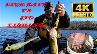 Live Bait 10 dozen vs Jigs  You might be Surprised😮 [upl. by Frasquito]