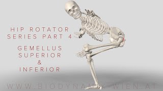 Hip Rotator Series Part 4 Gemellus Superior amp Inferior 3D Animation [upl. by Bachman]