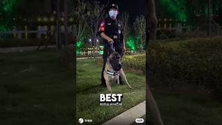 3 Legged Puppy Becomes Best Police Dog ❤️dog dogshorts wholesome [upl. by Aleihs]