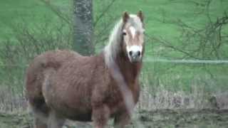 ❄ Cheval amp Poney curiosité face à la caméra [upl. by Rundgren]