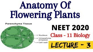 Anatomy Of Flowering Plants  Lecture  3  Parenchyma Tissue  NEET Biology  NEET 202021 [upl. by Blayne]