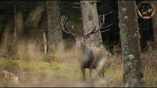 Boncănitul cerbilor carpatini  Carpathian stag breeding season 2022 part I [upl. by Ahsilrak]