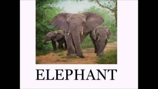 Animal Sounds and Names LOTS of Animals  Educational for Babies  Toddlers  Preschool Age Kids [upl. by Gabe]